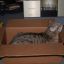 Pea box comfort