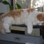 He's a jazz cat.