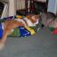 Pets and Audio